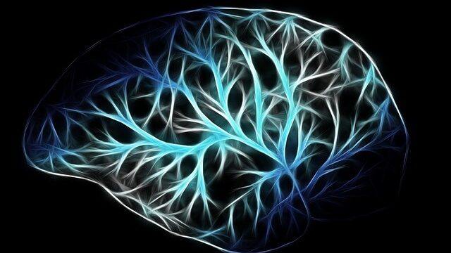 brain